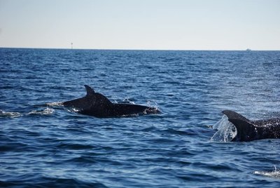 capel_sound_whales_and_dolphins_20070721_4.jpg