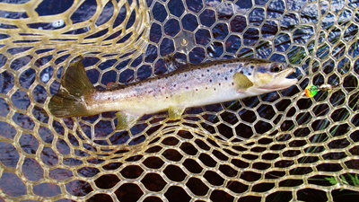 2- first trout, 6587 (Medium).JPG