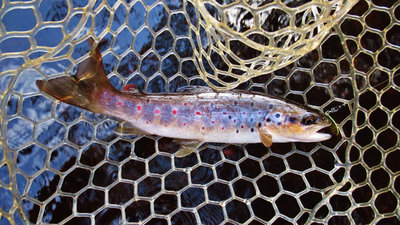 3- Second trout,  6589 (Medium).JPG