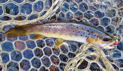 3- Another nice little wild brown trout. (Medium).JPG