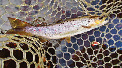 6- Black Fury Gold blade with orange dots worked on the trout. (Medium).JPG