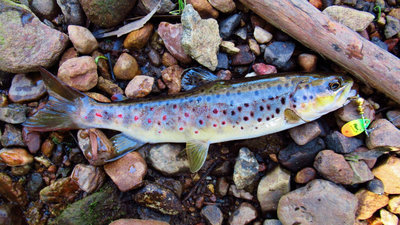 Small Minnow River wild brown trout..(14-9-18) (Medium).JPG