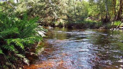 Small brown caught here, Minnow River. (14-9-18) (Medium).JPG