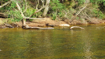 Large wild brown trout hooked & lost here, Leven River. (Medium).JPG