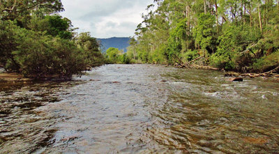 Small brown hooked & lost here, Leven River. (Medium).JPG