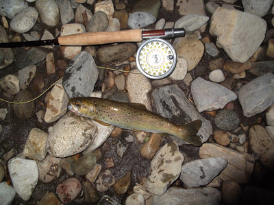 first trout classic trout.jpg