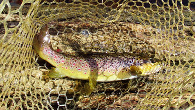 4 Lovely wild brown trout. (Medium).JPG