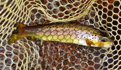 5 Lovely golden coloured brown trout.  (Medium).JPG