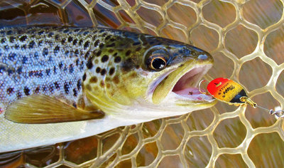 4 Close up of the first trout caught...JPG
