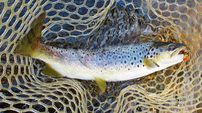 6 This brown was taken in six inches of fast water...JPG