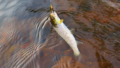 Second trout of the session..JPG