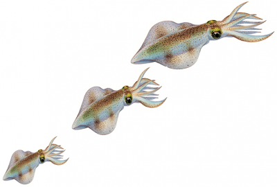 three squid.PNG