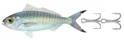 Aus Herring for Cuttlie.PNG
