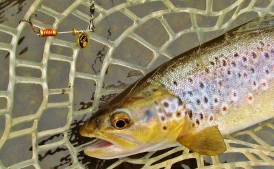 520 gram brown trout.. (Medium).JPG