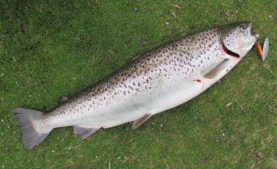 4.6kg Atlantic Salmon (Medium) (Medium).JPG