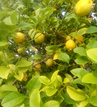 lemon tree.PNG