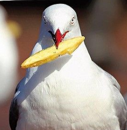 Seagull.PNG