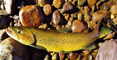 My PB brown trout 3.85 kgs, Leven River, 29th April. (Medium).JPG