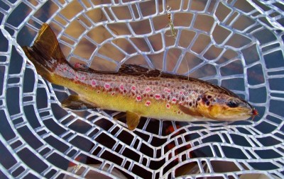 Aglia Mouche Rouge & wild brown trout.(Medium).JPG