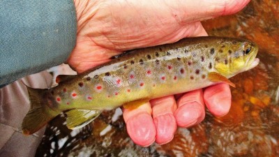 Aglia gold sucked this trout in.  (Medium).JPG