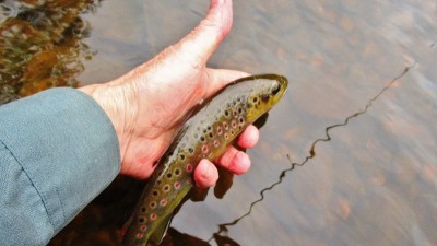 Brown trout being released. (Medium).JPG