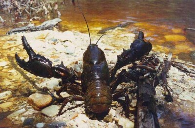 Tasmanian freshwater crayfish.jpg