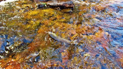 The third back water brown trout..JPG