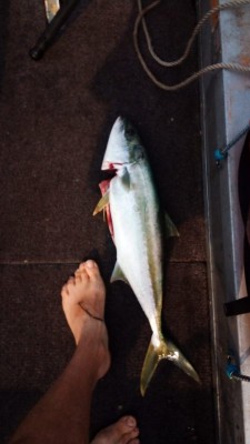 kingfish 2020-01-10 at 09.19.06.jpeg