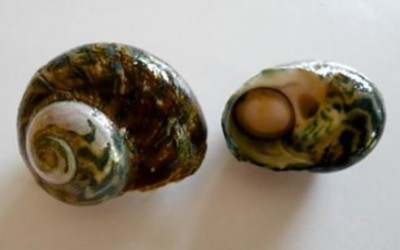 Sea Snails.JPG