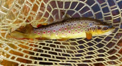 A well conditioned small streat trout..JPG