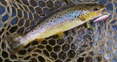 Brown that fell for a rainbow Rapala.Wilmot River..jpg