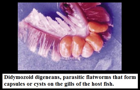 Gill Parasite (FV).jpg