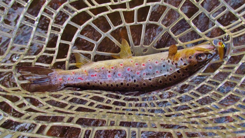 Another brown falls to the gold Rapala. (Medium).JPG