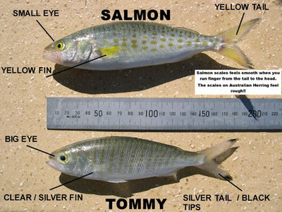 tommy-ruff-vs-salmon.jpg