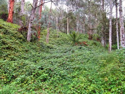 This area was once full of ferns, Liena. (Medium).JPG