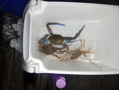 crab 2.jpg