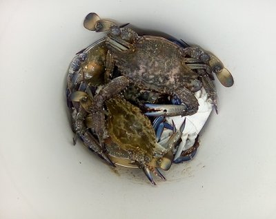 crab 4.jpg