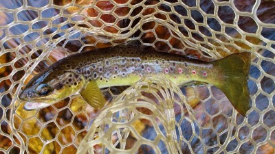 Best trout on the day.(Medium).JPG