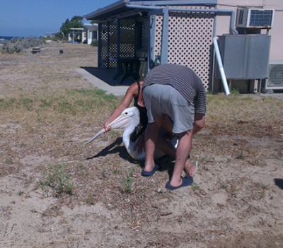rescue pelican.PNG