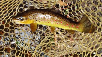 Another solid wild brown trout. (Medium).JPG