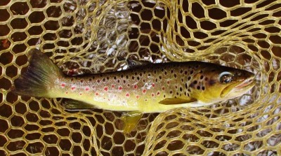 Trout number 10,000 ready for release. (Medium).JPG