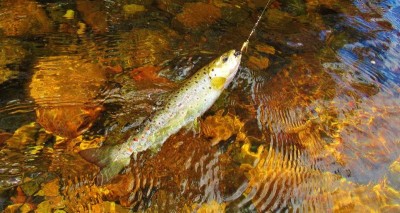 The trout went for gold...JPG