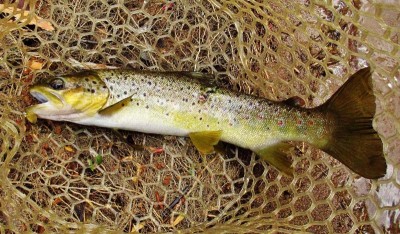 Fish of the day a 535gm wild brown trout..JPG