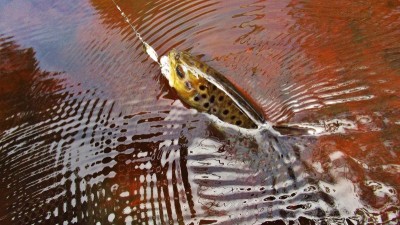 Brown trout & white miller bug spinner. (Medium).JPG