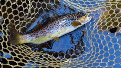 Solid wild brown trout.(Medium).JPG