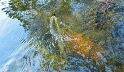 First trout of the morning.  (Medium).JPG