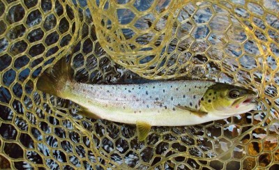 Best trout of the day.  (Medium).JPG