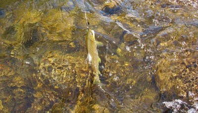 Beautifully coloured fast water trout..JPG