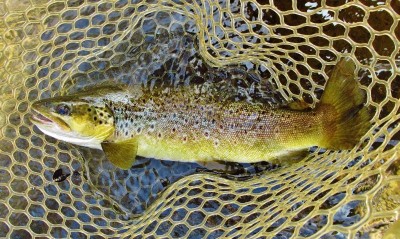 A quality 1.04 kg wild brown trout..JPG