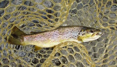The fouteenth & last trout of the day..JPG